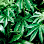 Find Cheap Weed in Canada Without Compromising Quality 7 image 2